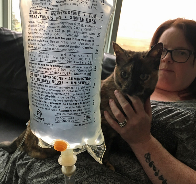Cat IV Treatment