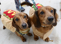 Wiener Dogs