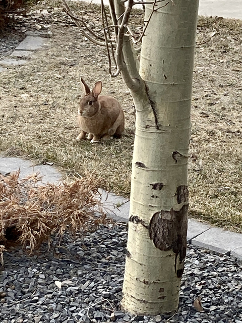 Spring Bunny