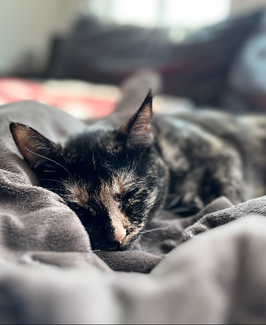 Sleepy Kitty