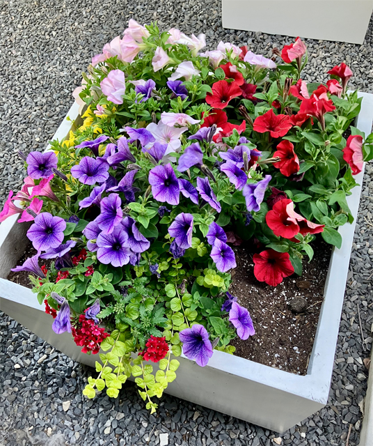 Spring Flowers