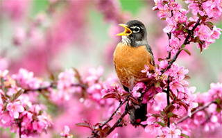 Spring Robin